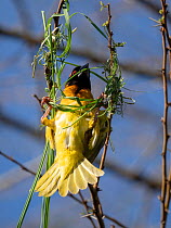 RF - Black-headed weaver (Ploceus melanocephalus) male building nest. Maasai Mara, Kenya. (This image may be licensed either as rights managed or royalty free.)