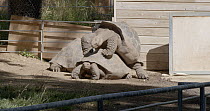 Pair of Aldabra giant tortoises (Aldabrachelys gigantea) mating in a zoo, Spain, May.
