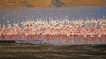 A flock of Greater flamingoes (Phoenicopterus roseus) and Lesser flamingoes (Phoeniconaias minor), Lake Logipi, Kenya, October. Lesser flamingos (Phoeniconaias minor) performing 'wing salute' as part...