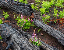 Fireweed (Epilobium angustifolium) floweriung amongst charred wood after Wallow forest fire, Apache-Sitgreaves National Forest, Arizona, USA. August.