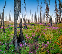 Fireweed (Epilobium angustifolium) in flower, and Bracken, and charred wood after Wallow forest fire, Apache-Sitgreaves National Forest, Arizona, USA. August.