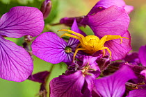 Goldenrod crab spider (Misumena vatia) in hunting pose on Honesty flowers, Bristol, UK April,
