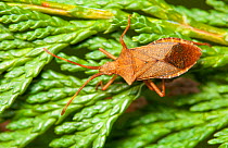 Box bug (Gonocerus acuteangulatus) on leylandii,  Bristol, UK, March.