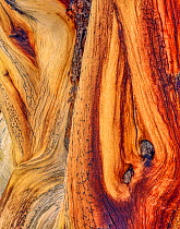 Close up of twisted limbs of Bristlecone pine tree (Pinus longaeva) at dawn, Ancient Bristlecone Pine Forest. Inyo National Forest, California, USA.L