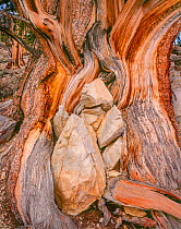 Close up of Twisted limbs of Bristlecone pine (Pinus longaeva) at dawn, Ancient Bristlecone Pine Forest. Inyo National Forest, California, USA.L