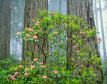 Old growth forest with flowering Rhododendron (Rhododendron macrophyllum) in front of trunks of Redwood trees (Sequoia sempervirens) with fog, Del Norte Coast Redwoods, California, USA.