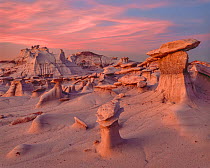 Wilderness with eroded clay mounds with cap rocks at sunset, sky aglow, Bisti Badlands, New Mexico, USA.