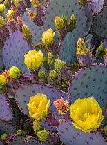 Santa Rita prickly pear cactus ( Opuntia santarita), with newly emerged buds and flowers with mature spines and bright purple and green colouring. Sonoran Desert, Arizona,USA. April.