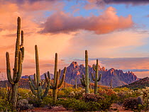 Stands of Chain cholla cactus with Saguaro cacti (Carnegiea gigantea), with Ragged Top Mountain in the Silverbell Range dominating the horizon at sunset after late spring storm. Ironwood National Monu...