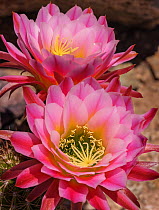 Trichocereus / Echinopsis cactus flowers, native to South America and used as an ornamental plant in dry-land landscaping in Arizona, USA. This blooms for one night only.