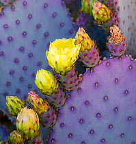 Santa Rita Pricly Pear cactus ( Opuntia santarita), with newly emerged buds and flowers with immature spines and bright purple and green coloring. Sonoran Desert, Arizona