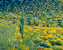 Brittlebush (Encelia farinosa) Ocotillo (Fouquieria splendens) and lone Saguaro cactus (Carnegiea gigantea), Sierra Pinacate, Carnege, Mexico.