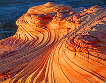 Wind sculpted petrified sand dune (sandstone) bands at sunset, Paria Canyon-Vermilion Cliffs Wilderness, Arizona, USA.