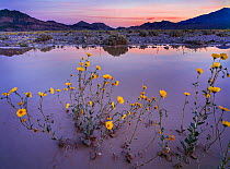 Desert gold (Geraea canescens) flowers growing in the over-flow of the rain swollen Armargosa River, Dumont Hills,California, USA.