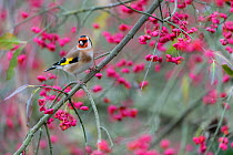 European goldfinch (Carduelis carduelis) perched in spindle tree with berries, Mayenne, France, December
