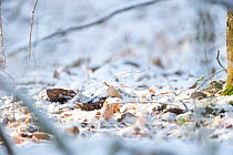 Woodcock (Scolopax rusticola) well hidden on ground in snow, Mayenne, France, February.