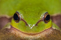 Green tree frog (Hyla arborea) close up portrait, Mayenne, France, May.