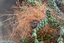 Cactus wren (Campylorhynchus brunneicapillus) building nest woven amongst Chain cholla cactus (Opuntia fulgida.) Santa Catalina Mountain Foothills, Sonoran Desert, near Tucson, Arizona, USA. July.