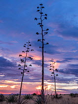 Agaves (Agave palmeri) in flower at sunset, Sands Ranch Conservation Area, Arizona, USA. July.