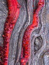 Detail of the trunk of a Manzanita (Arctostaphylos viscida) with its unique red bark against the dead wood grained patterns. Rincon Mountains, Coronado National Forrest, Arizona.