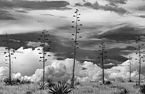 Agaves (Agave palmeri) in flower, black and white image. Sands Ranch Conservation Area, Arizona, USA. July.