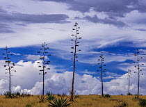 Agaves (Agave palmeri) in flower in Sands Ranch Conservation Area, Arizona, USA. July.