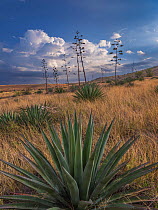 Agaves (Agave palmeri) in flower in Sands Ranch Conservation Area, Arizona, USA. July.
