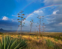 Agaves (Agave palmeri) in flower with double rainbow, Sands Ranch Conservation Area, Arizona, USA. July.