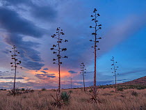 Agave (Agave palmeri) in flower in Sands Ranch Conservation Area, Arizona, USA. July.
