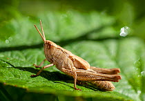 Field grasshopper, (Chorthippus brunneus) nymph, Bristol UK, July, Focus stacked