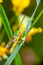Meadow grasshopper (Chorthippus parallelus) Bristol, UK. June.