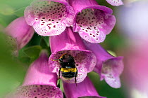 Bumblebee (Bombus terrestris) visiting flowers of Foxglove (Digitalis purpurea) garden, Bristol, UK, June.