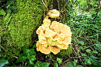 Chicken of the Woods fungus (Laetiporus sulphureus) growing in deciduous woodland, Portishead, Bristol, UK, May.
