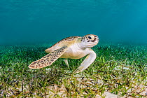 Green turtle (Chelonia mydas) heading to surface to breathe, after feeding on Turtlegrass (Thalassia testudinum) in seagrass bed. The Bahamas.
