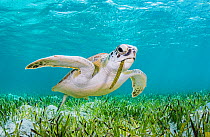 Green turtle (Chelonia mydas) feeding on Turtlegrass (Thalassia testudinum) seagrass bed. The Bahamas.
