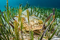 Yellow stingray (Urobatis jamaicensis) hiding in Turtlegrass (Thalassia testudinum) seagrass bed. The Bahamas.