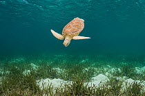 Green sea turtle (Chelonia mydas) swimming down towards Turtlegrass (Thalassia testudinum) seagrass bed. The Bahamas.
