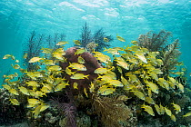 French grunt (Haemulon flavolineatum) school in coral reef. The Bahamas.