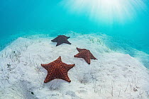 Red cushion sea star (Oreaster reticulatus), three on sand in Seagrass bed. The Bahamas.