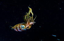 Caribbean reef squid (Sepioteuthis sepioidea) feeding on Shrimp at night. The Bahamas.