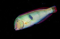 Pearly razorfish (Xyrichtys novacula) male at night. The Bahamas.
