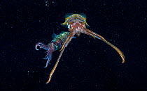 Caribbean reef squid (Sepioteuthis sepioidea) two at night surrounded by Plankton. The Bahamas.