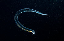 Sea cucumber (Holothuroidea) larva amongst Plankton at night. The Bahamas.
