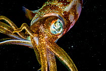 Caribbean reef squid (Sepioteuthis sepioidea) at night, portrait. The Bahamas.