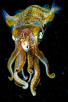Caribbean reef squid (Sepioteuthis sepioidea) eating fish at night, portrait. The Bahamas.