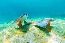 Golden cownose ray (Rhinoptera steindachneri) feeding on sandy bottom, Sullivan Bay, Santiago Island, Galapagos.