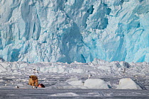Polar bear (Ursus maritimus) in front of a massive glacier, Svalbard, Spitzbergen, Arctic Norway May.