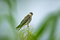 Amur falcon (Falco amurensis) female perched during migration , Nagaland, India.