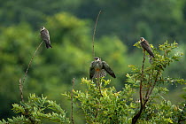 Amur falcon (Falco amurensis) perched at roost site during migration , Nagaland, India.