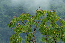 Amur falcon (Falco amurensis) perched in roost tree e during migration , Nagaland, India.